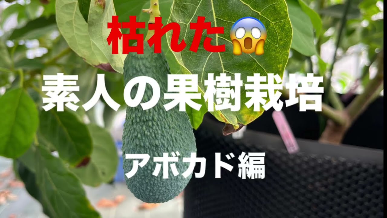 枯れた😱　アボカド🥑が枯れた😱