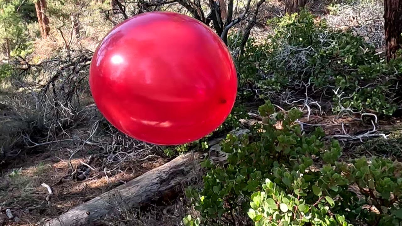 Playing Pop or Keep Game with 7 Big Red 36 Inch Balloons, 4K UHD, Forest Balloon Play to Pop 41