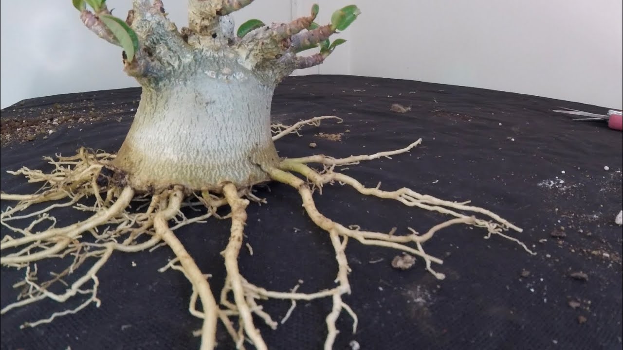 Petit travail racinaire sur un adenium