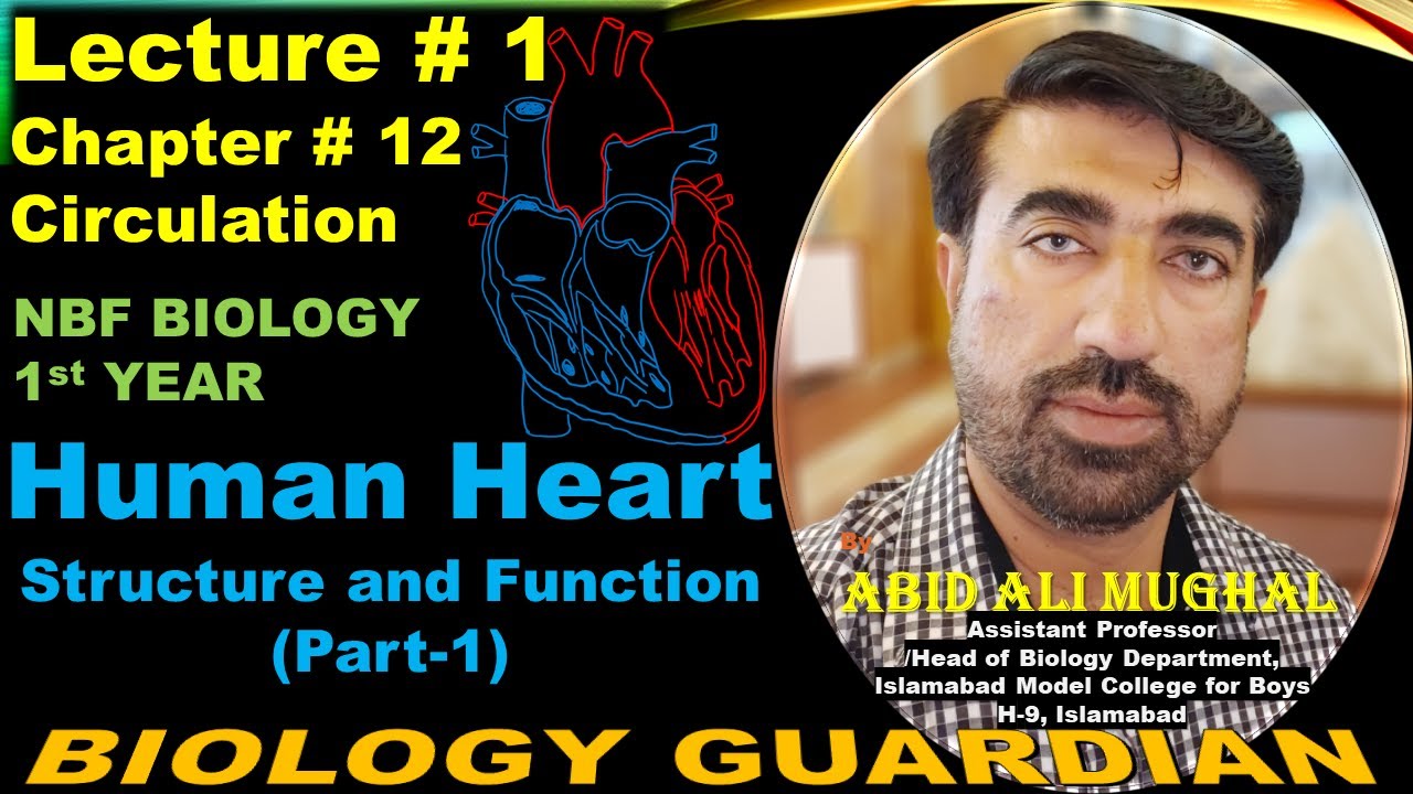 Structure and Function of Human Heart (Part-1) Lecture 1 Ch 12 NBF Biology-11 | By Abid Ali Mughal