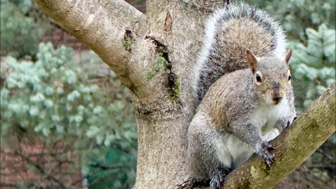 Squirrels, ducks and creeks… oh my! 