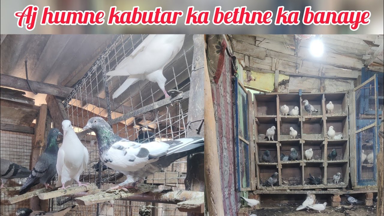 Aj humne kabutar ka bethne na banaye 🕊️#pigeon #trending #kabutar #vairalvideo #youtubevideo 