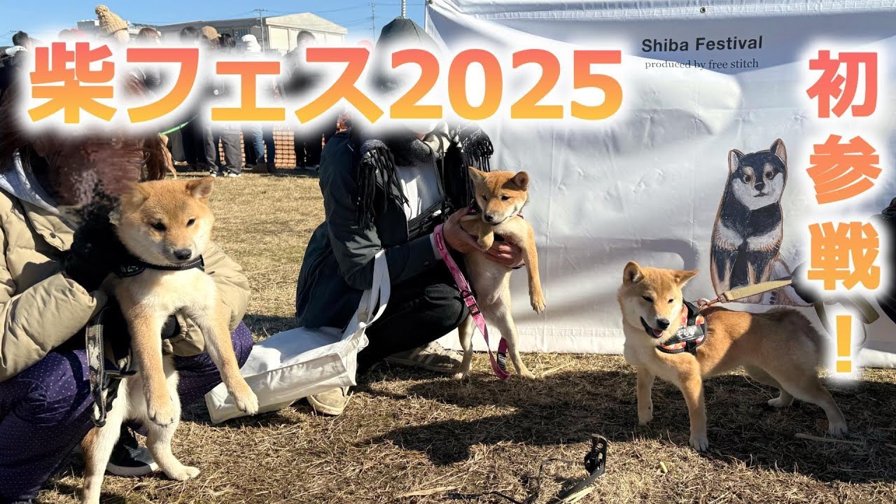 柴フェス2025！初参戦！大勢の人や犬にビビりまくっている子犬たちが可愛い！！#柴犬 #子犬 #dog #shibainu