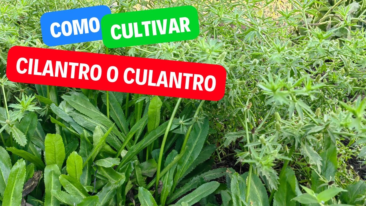 Como Sembrar Culantro o Cilantro en Casa | Germina y Crece Rápido Cilantro de Monte