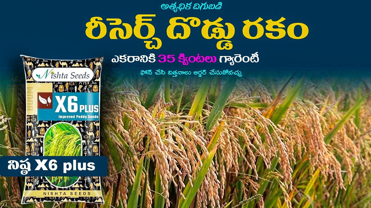 Nishta x6 Plus Paddy seeds  Telugu  | Nishta x6 Plus Paddy  variety  | Agriculture