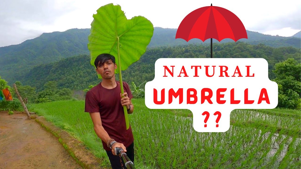 Kya Aapne NATURAL UMBRELLA Dekha hai ???