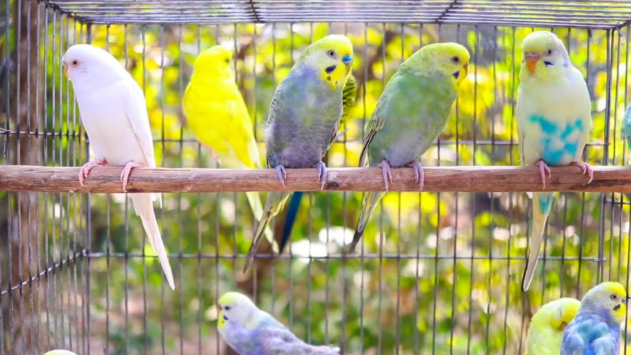 2026 of Happy Budgie Sounds to Cheer Up Your Sad Budgies 🌿🐦