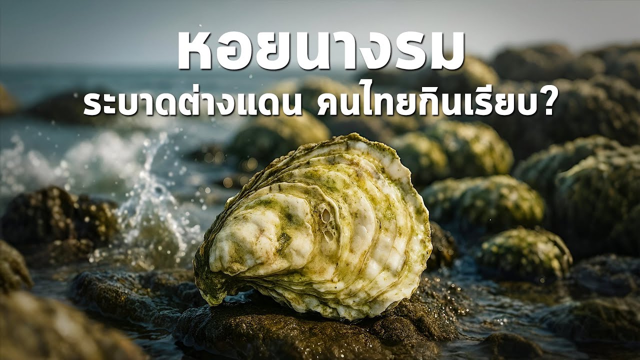 นานาสาระ ตอน หอยนางรม ระบาดต่างแดน คนไทยกินเรียบ?