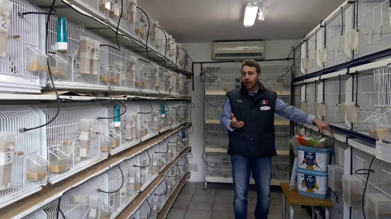 Canary Team - Allevamento Marino Giacomo riproduzione 2018