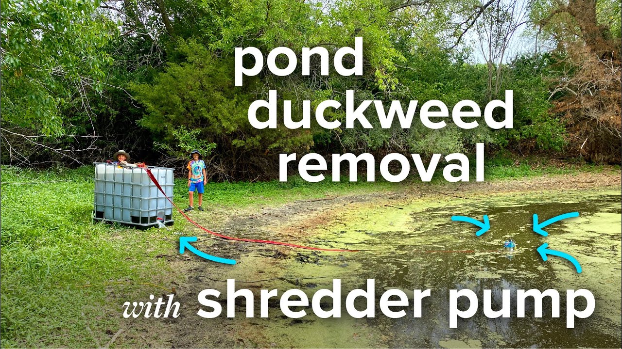 Pond duckweed removal with shredder pump