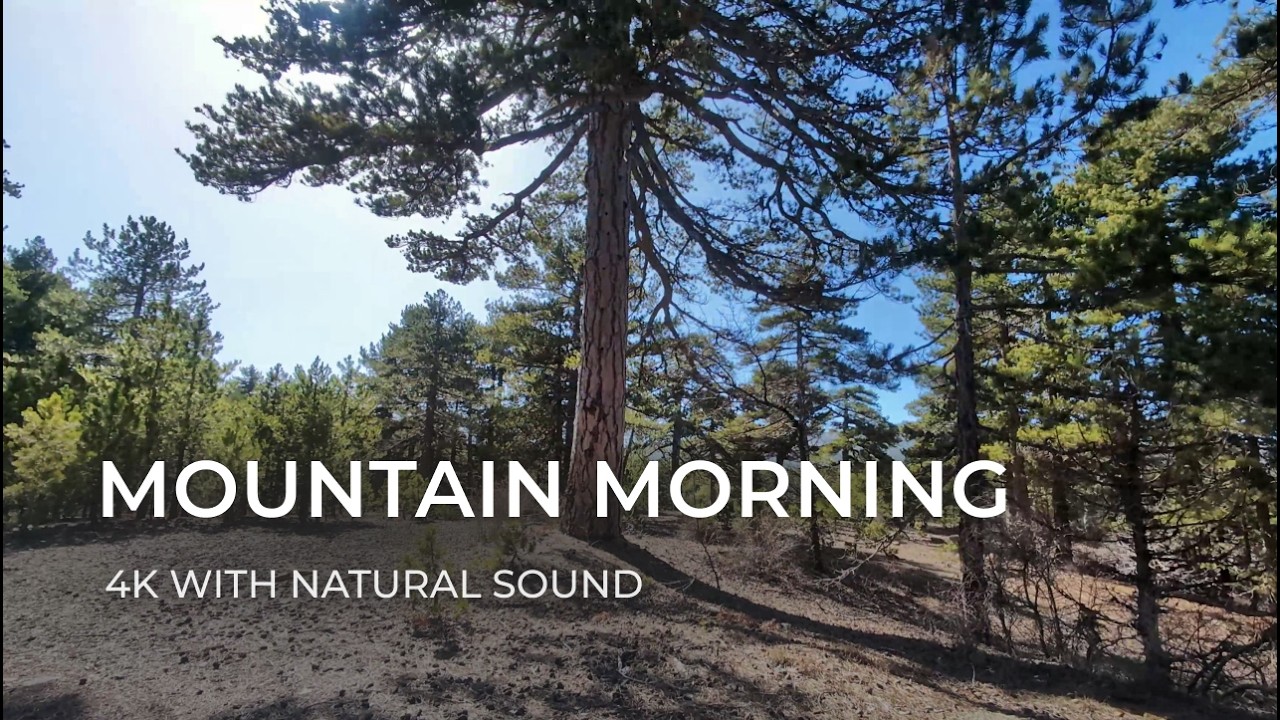 Peaceful Mountain Morning – Relaxing Forest Walk with Bird Sounds in Troodos | Nature Comforts
