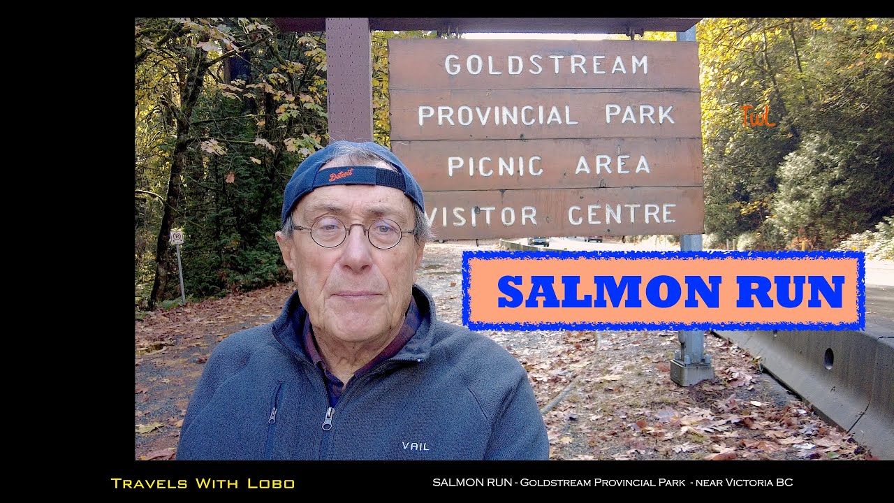 SALMON RUN - GOLDSTREAM PROVINCIAL PARK - near VICTORIA BC