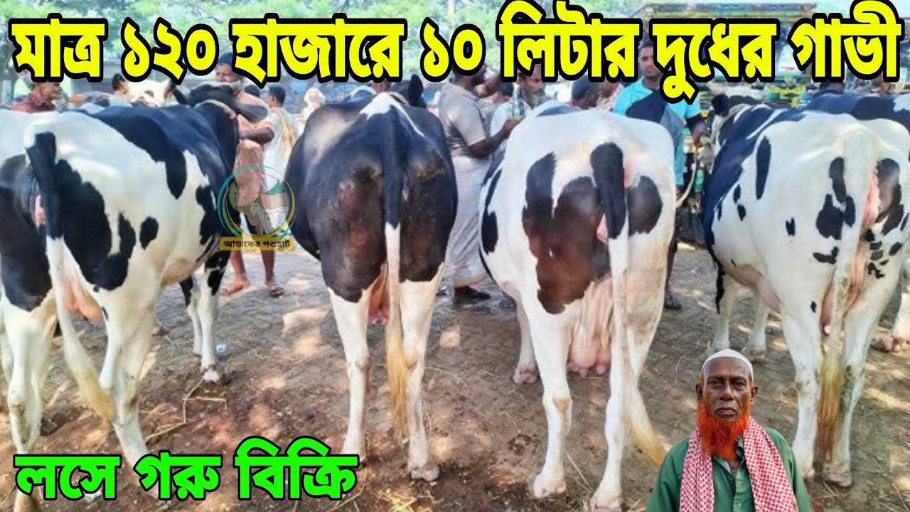 হাট ফাকা! মাত্র ১২০ হাজারে ১০ লিটার দুধ ও ১৩০ হাজারে ১২ লিটার দুধের গাভী, সরাসরি আসলে আরো কমে পাবেন।