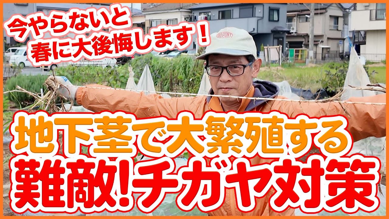 家庭菜園や農園で今やらないと春に後悔する！？地下茎で大繁殖する難敵！秋にやるべき雑草チガヤ対策を徹底解説！【農園ライフ】