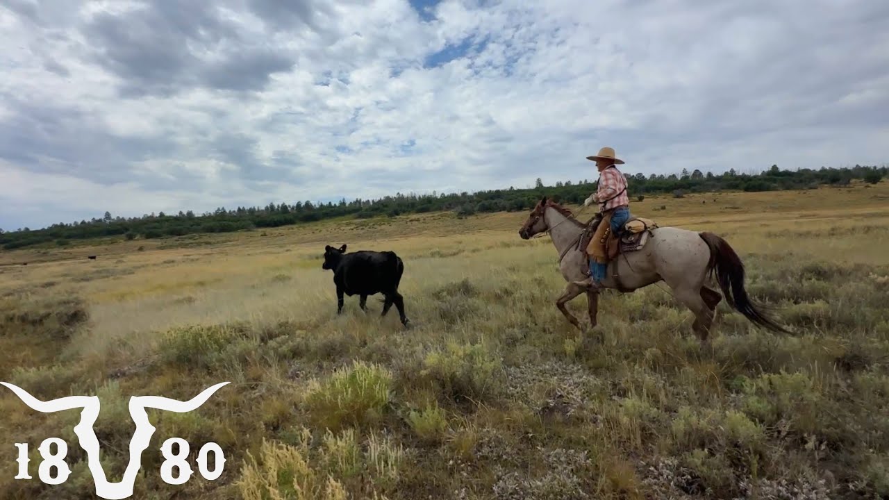 Another Week In The Life Of Colorado Cattle Rancher