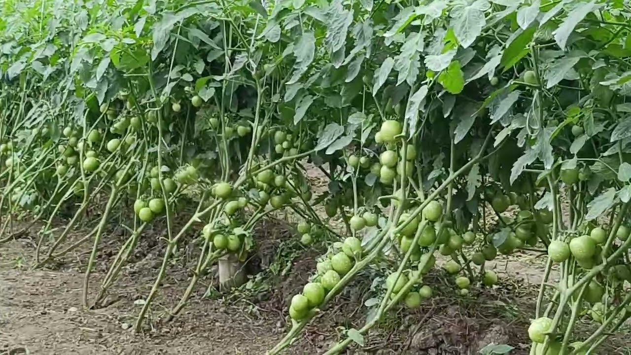 Welcome po sa Inyong lahat sa pani bagong kaalaman Dito langpo sa ka amazing farming 🥰