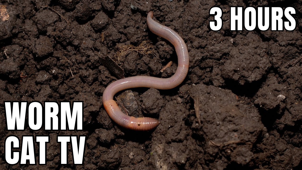 3 Hours of Worms in Soil 🐛 | Cat TV for Mental Stimulation & Hunting Instincts