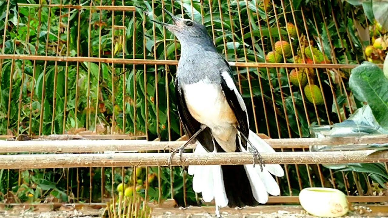chòe than mái HUÝT KÈM THÚC TRỐNG.chòe than mái kích trống căng lửa.chim chích chòe than mái hót