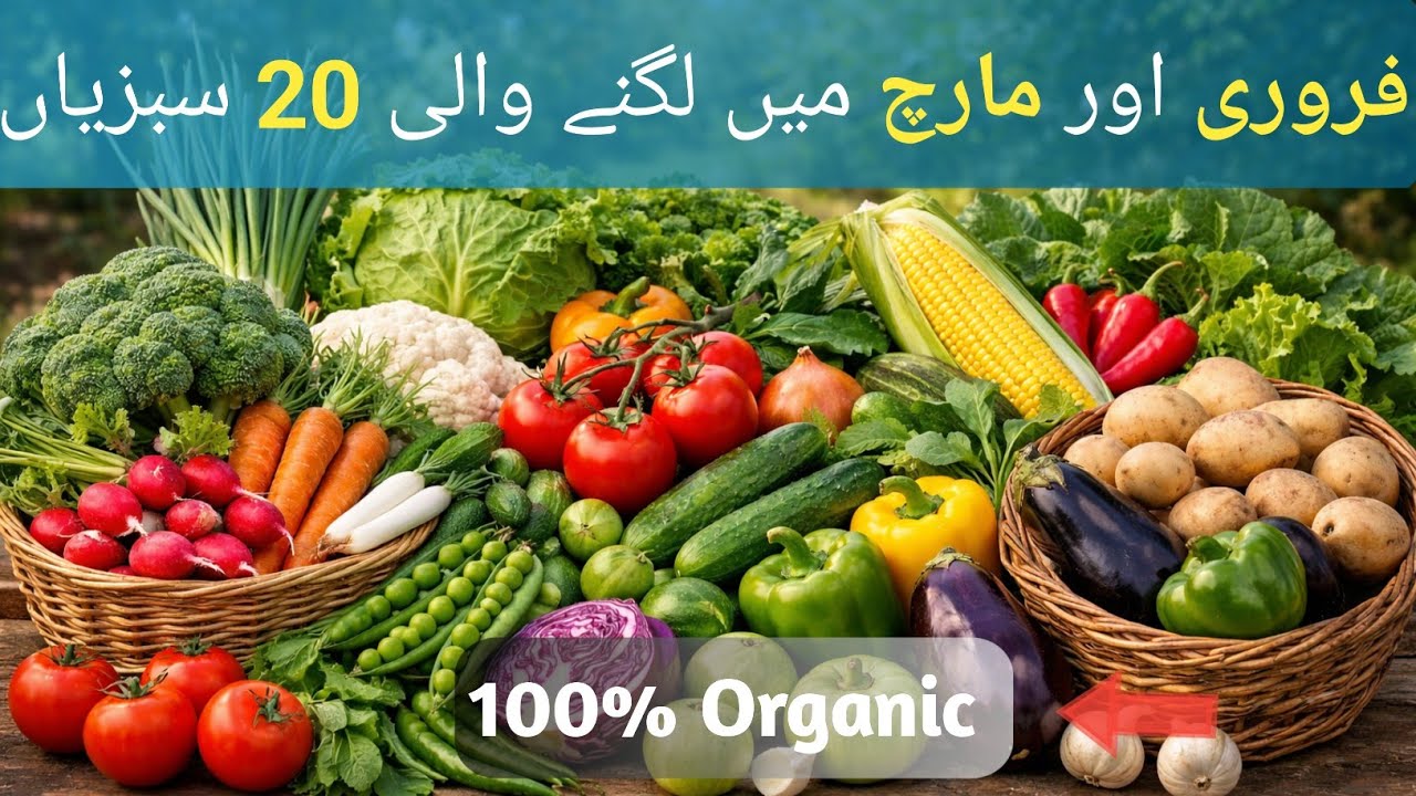 فروری اور مارچ میں چھت پر کون کون سی سبزیاں اگائیں؟ مکمل لسٹ | Kitchen Gardening Pakistan