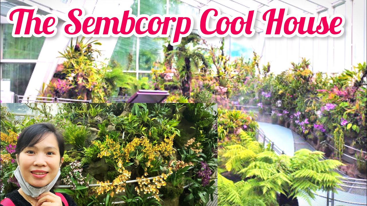 Ngôi Nhà Sương Mù Singapore Thế Giới Của Loài Hoa Lan Quý Hiếm Vip || The Sembcorp Cool House