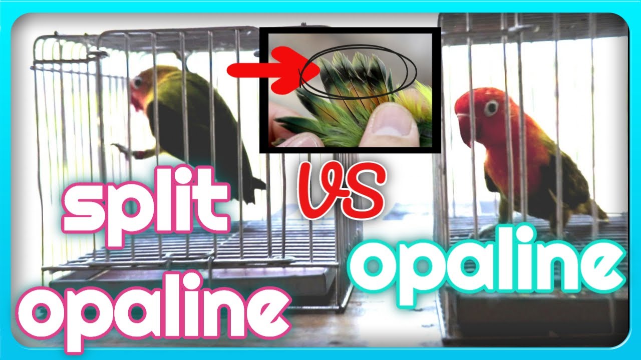 Difference Between Split Opaline & Opaline Lovebirds + WIN 100 PESOS LOAD! (100+ SUBS RAFFLE PROMO)