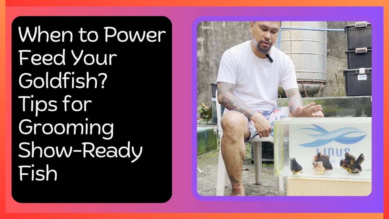 When to Power Feed Your Goldfish: Tips for Grooming Show-Ready Fish