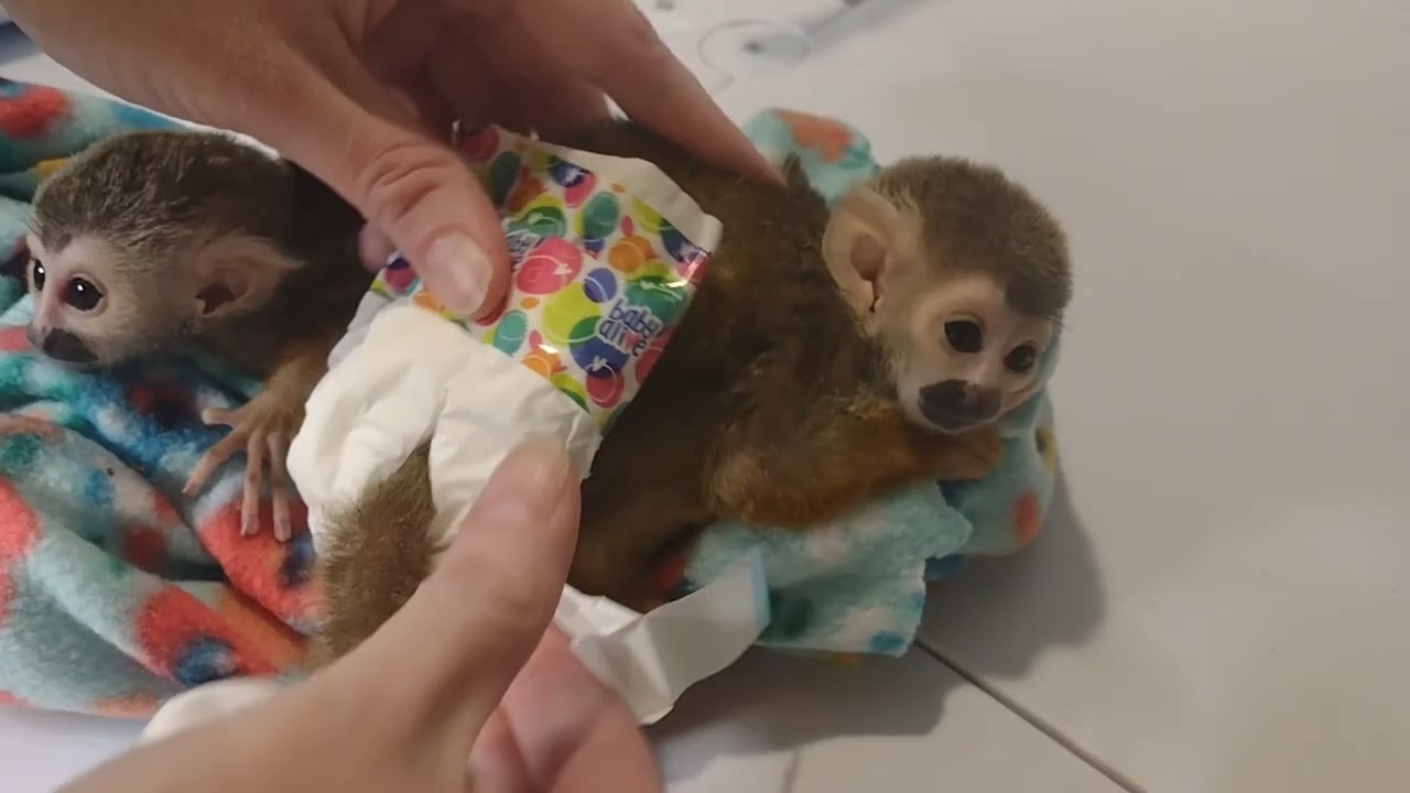 BABY MONKEYS NEED A DIAPER CHANGE
