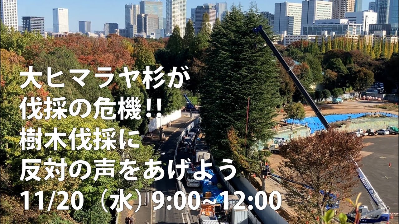 【ライブ中継】大ヒマラヤ杉が伐採の危機！樹木伐採に反対の声をあげよう 神宮外苑樹木伐採 映像記録 2024/11/20
