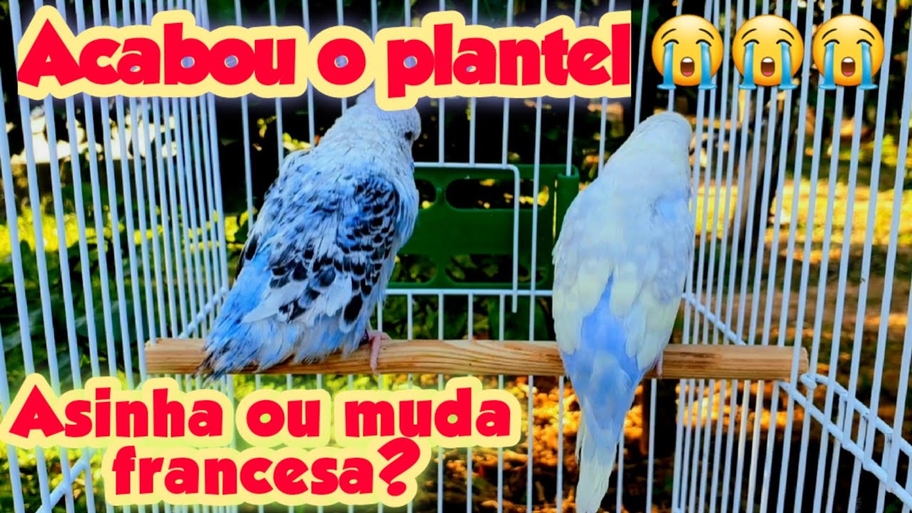 ASINHA, MUDA FRANCESA OU POLIOMAVIRUS - O QUE FAZER, TEM TRATAMENTO?