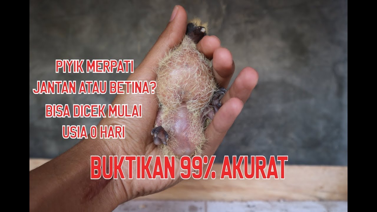 Membedakan Kelamin Merpati Piyik Jantan dan Betina, 99% Akurat