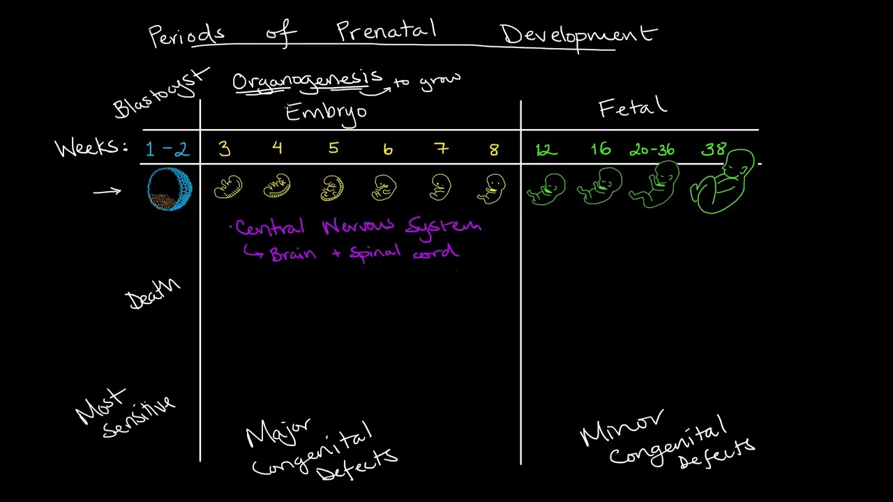 StagesOfDevelopment