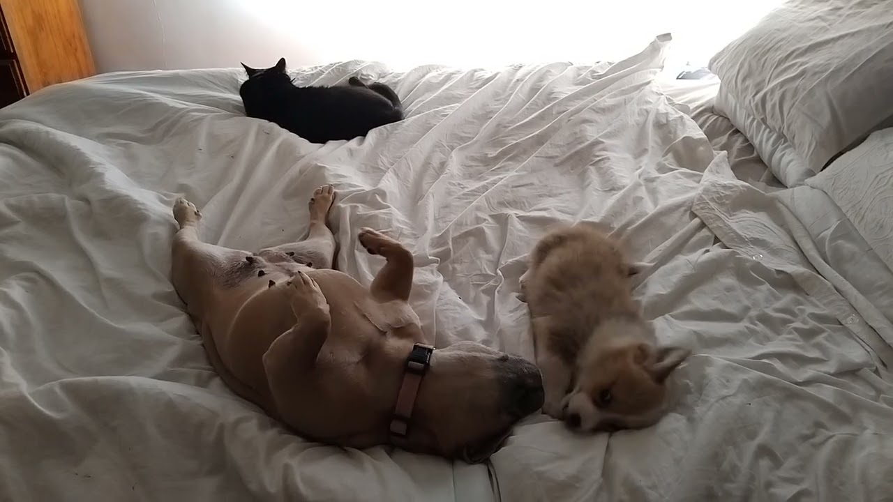 Prada Potato and Wednesday 