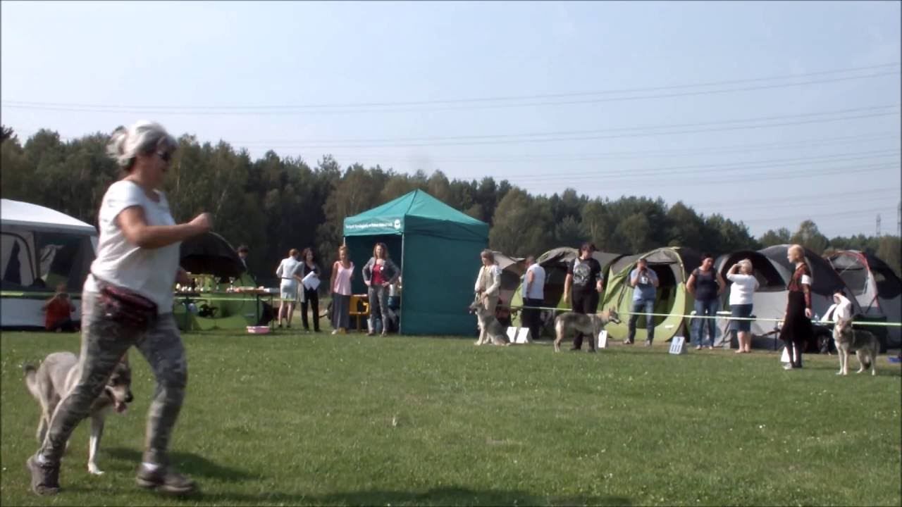 Czechoslovakian wolfdog Polish Breeds Club Junior class part 1