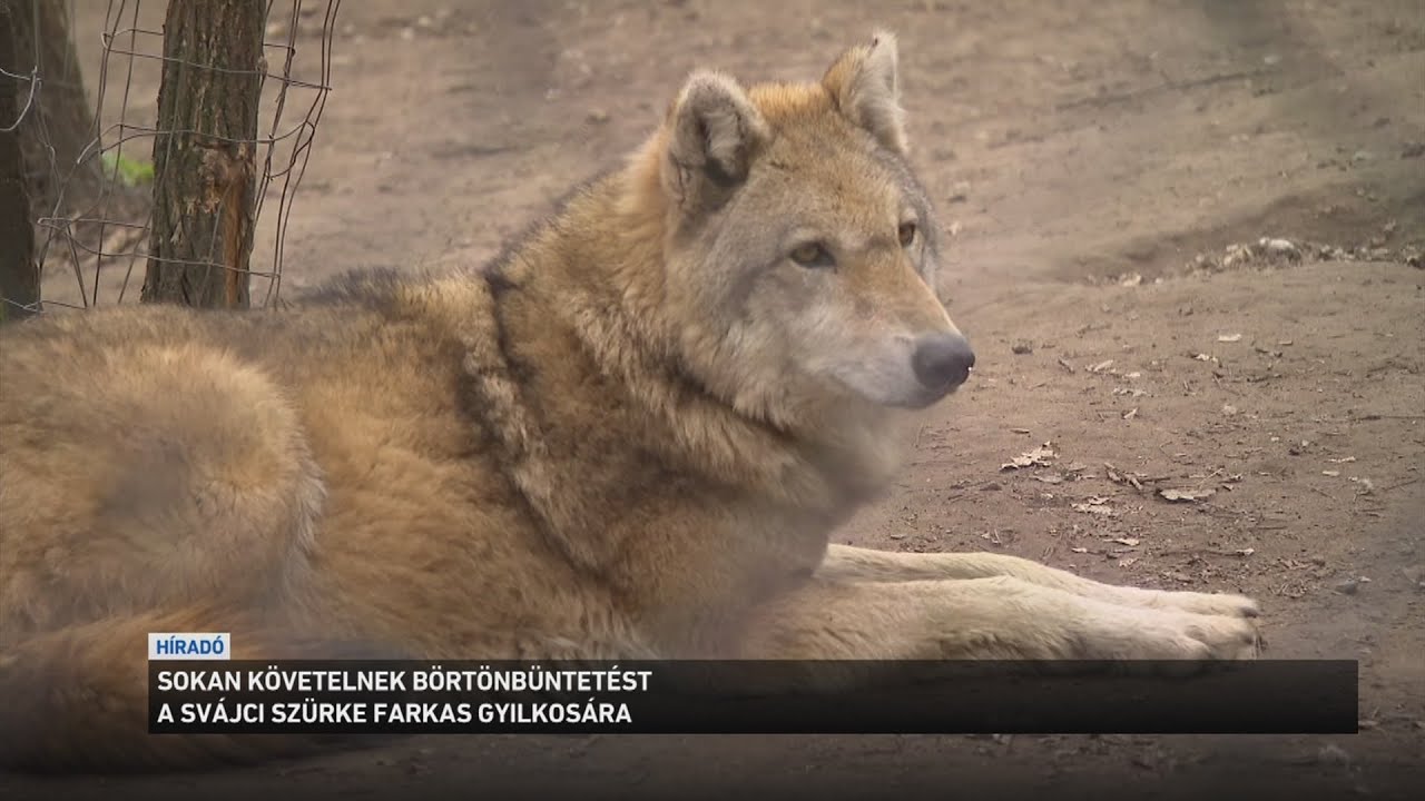 Sokan követelnek börtönbüntetést a svájci szürke farkas gyilkosára