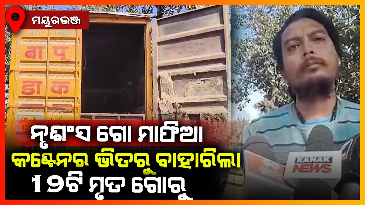 ନୃଶଂସ ଗୋ ମାଫିଆ,କଣ୍ଟେନର ଭିତରୁ ବାହାରିଲା 19ଟି ମୃତ ଗୋରୁ || MAYURBHANJ NEWS