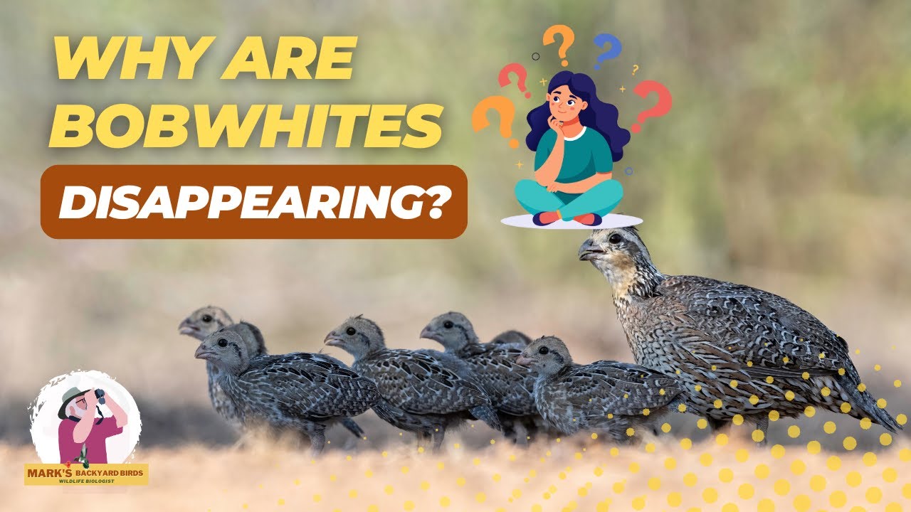 Why Northern Bobwhite (quail) Are Disappearing