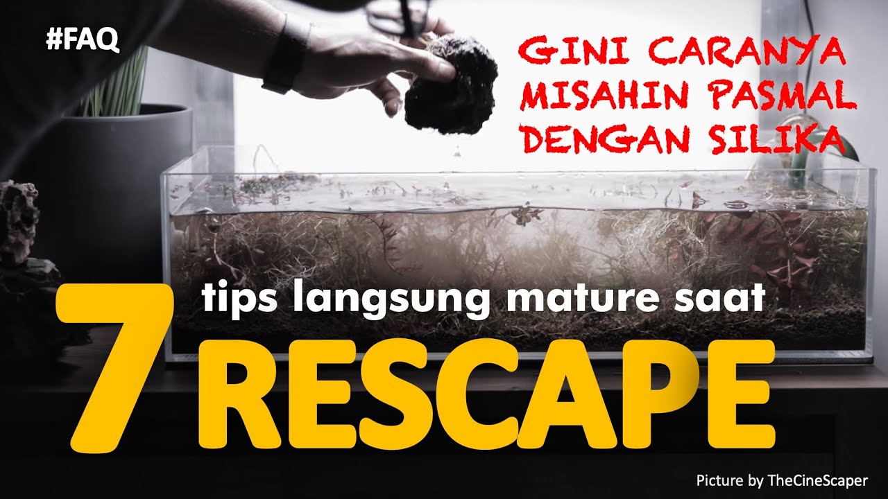 RESCAPE LANGSUNG MATURE - 7 Tips Sukses