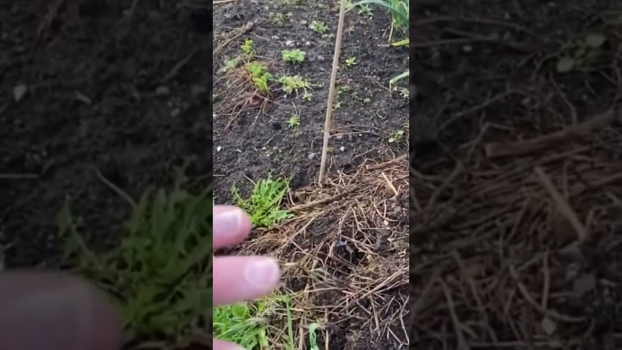 Composting in Place: time to give up your dedicated bins? #allotmentuk #growyourown #composting