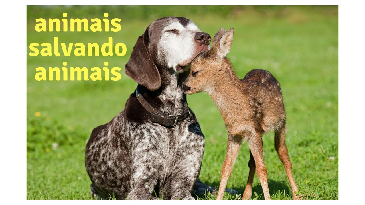 Animais salvando animais