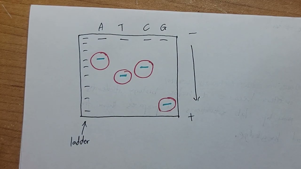 Sanger Sequencing 2026