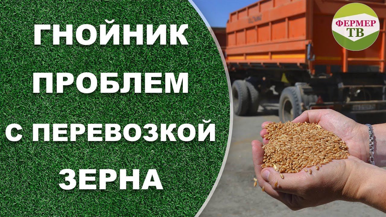 Гнойник проблем с перевозкой зерна