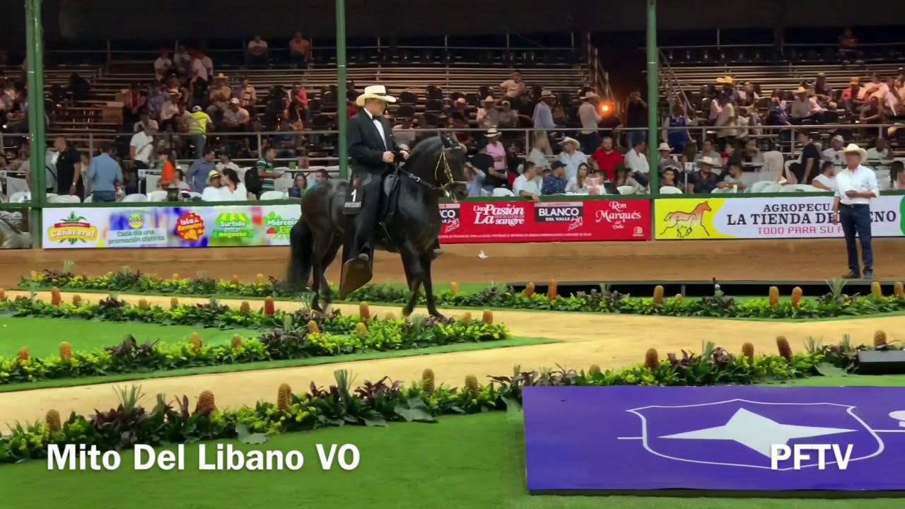 Los 6 mejores caballos de Paso Fino Colombiano