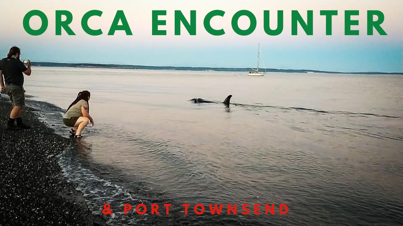 Coastal Orca (Killer Whale) Encounter near Port Townsend, Washington 2020