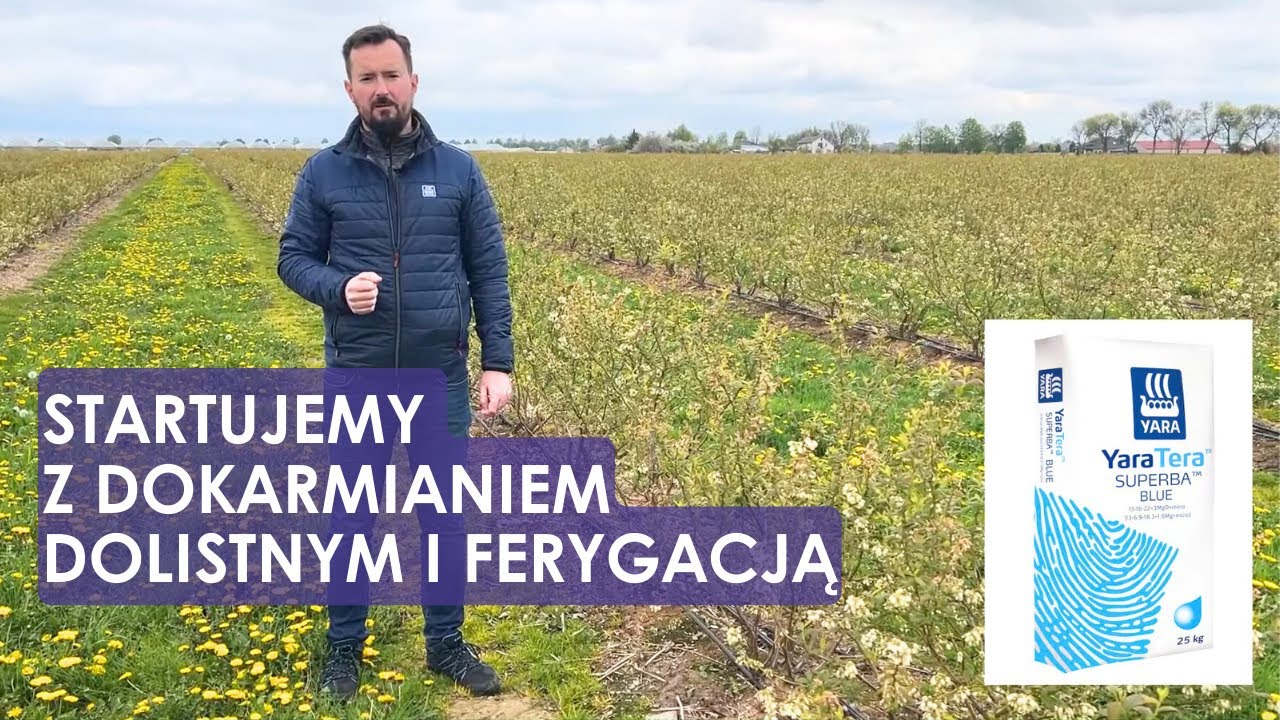 Borówka kwitnie – startujemy z dokarmianiem dolistnym i ferygacją