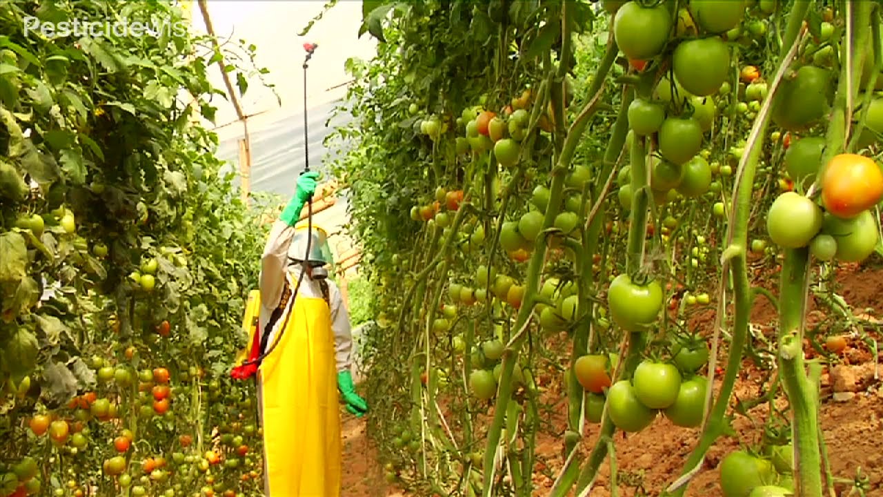 Pesticidewise: spraying pesticides upwards using a knapsack sprayer