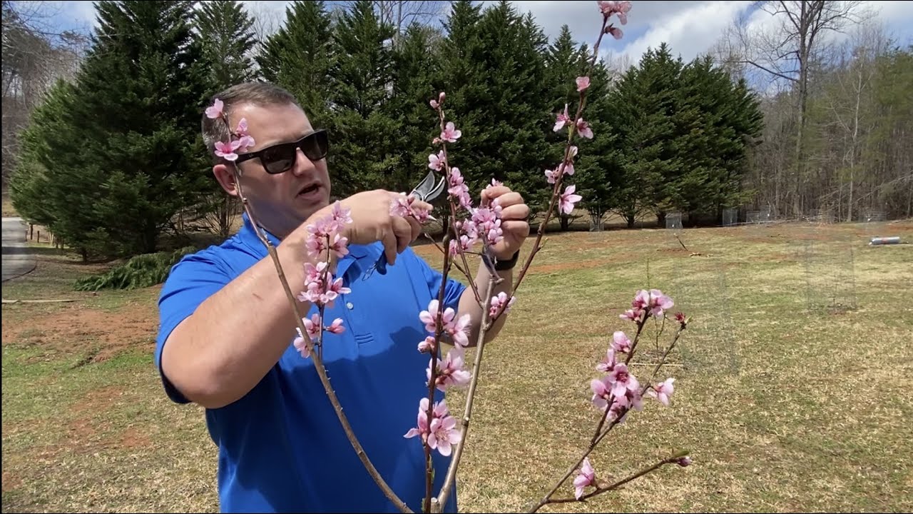 How to prune fruit trees 2 - Plum,Persimmon,Chestnut,Apple,Peach,Pear,Hawthorn 春季修建果树苗Mar 22, 2022
