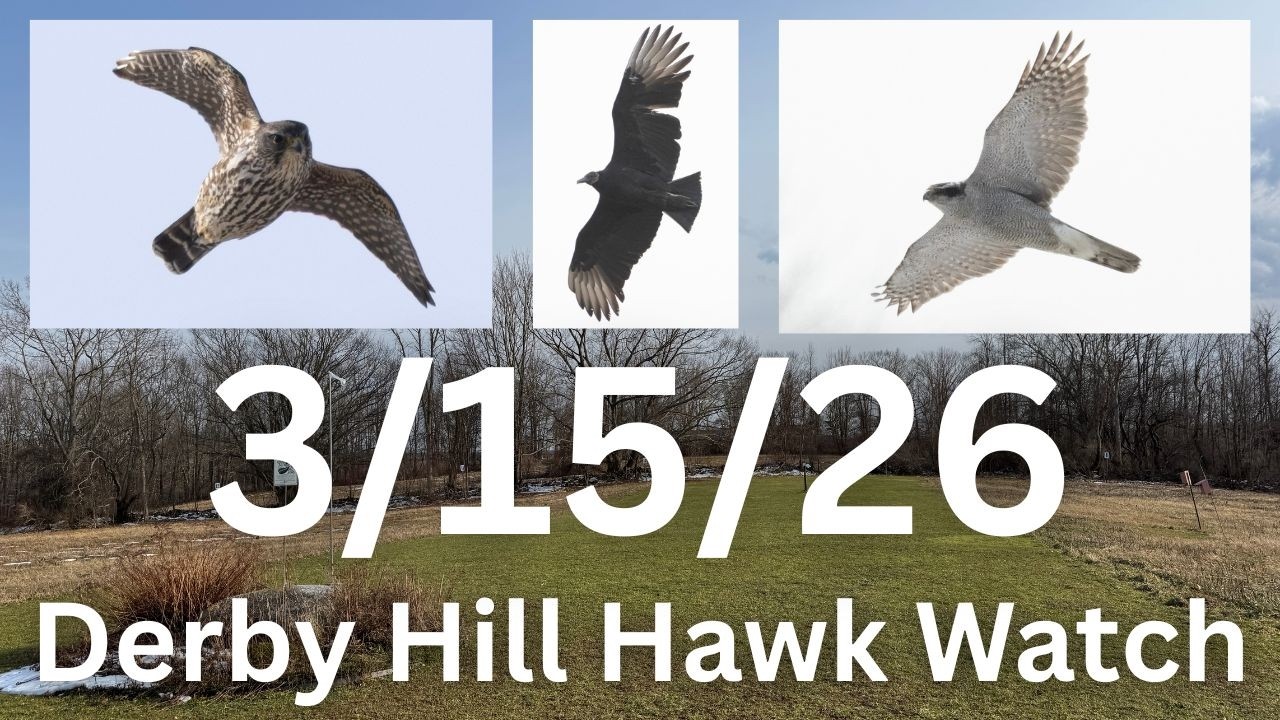 [15] Взрослый американский ястреб-тетеревятник, черный гриф на наблюдательном пункте наблюдения з...