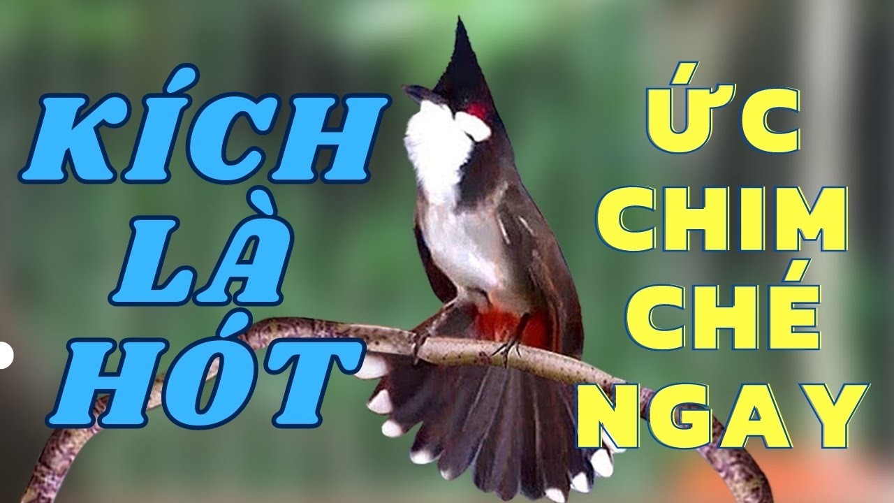 Luyện ch&agrave;o m&agrave;o h&oacute;t căng lửa, QU&Aacute; HAY - CH&Eacute; K&Iacute;CH BỔI CĂNG Đ&Eacute;T, C&aacute;ch luyện ch&agrave;o m&agrave;o h&oacute;t s&aacute;ng, chao mao