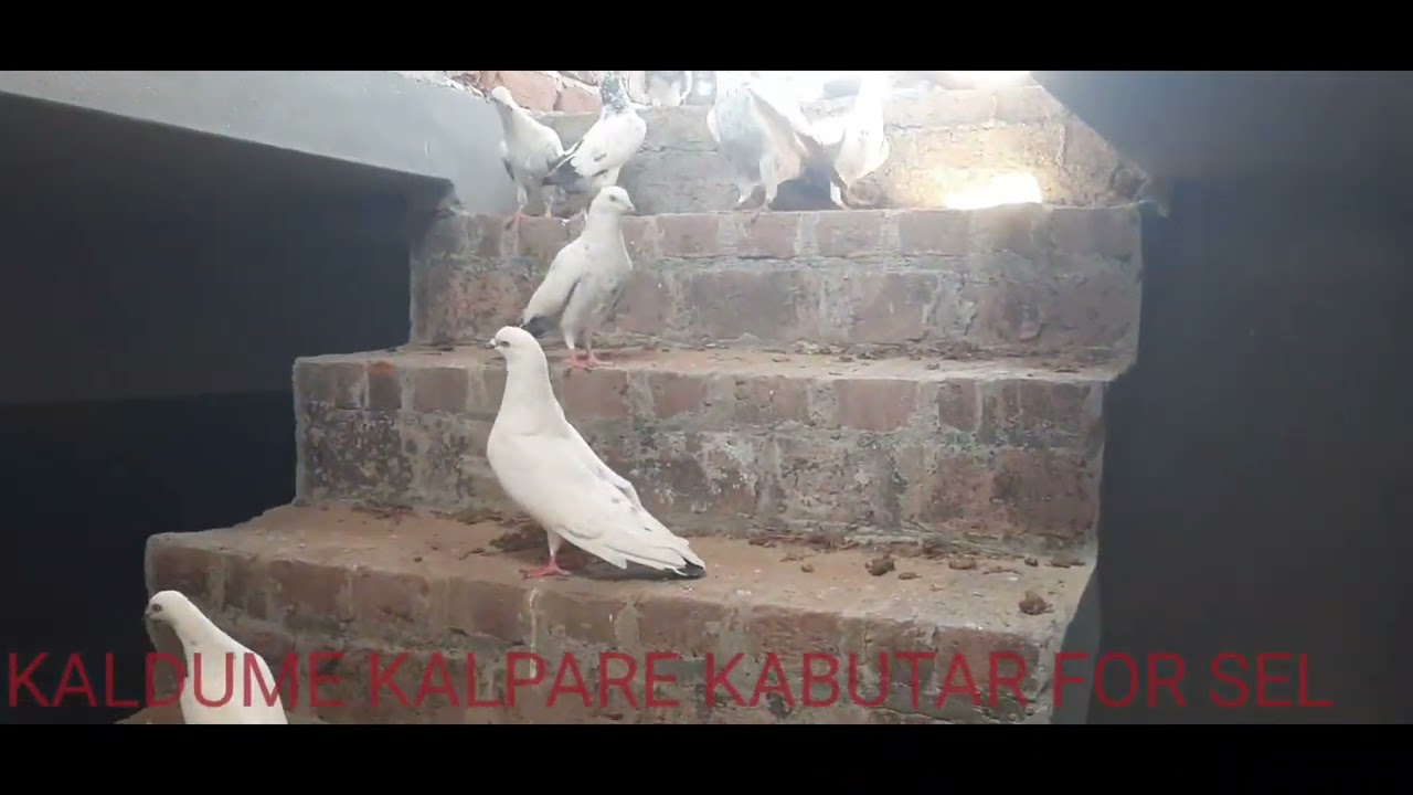 Kaldume kalpare kabutar sel  top quality ke high flyer pigeon