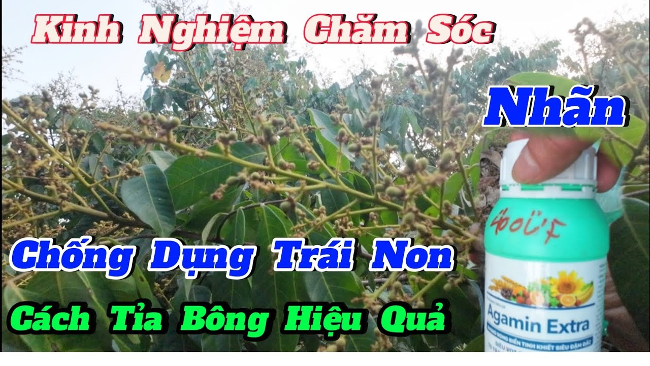 Chia Sẻ Chăm Sóc Nhãn,Chống Dụng Trái Non, Cách Bón Phân Và Tỉa Bông Nhãn